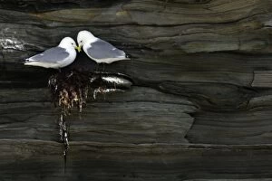 Kittiwake - pair resting on unfinished nest at coastal cliff breeding colony
