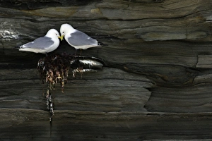 Kittiwake - pair resting on unfinished nest at coastal cliff breeding colony Kittiwake - pair resting on unfinished nest at coastal cliff breeding colony