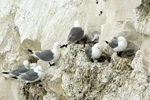 Images Dated 27th June 2009: Kittiwake - various birds on their nests with chicks and eggs - South Downs - East Sussex Coast - UK