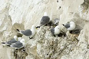 Kittiwake - various birds on their nests with chicks and eggs - South Downs - East Sussex Coast - UK