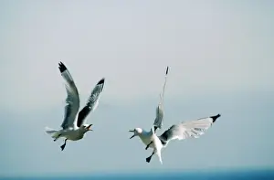 Kittiwakes