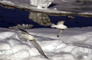 Images Dated 25th July 2003: Kittiwakes In flight over Ice Spitzbergan