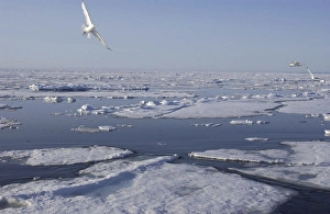 Images Dated 25th July 2003: Kittiwakes In flight Spitzbergen