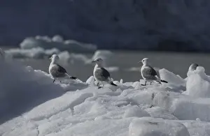 Kittiwakes On iceberg Spitzbergen