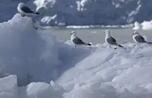Kittiwakes On iceberg Spitzbergen