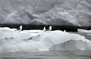 Images Dated 22nd July 2003: Kittiwakes On iceberg Spitzbergen