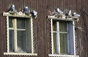 Images Dated 22nd July 2003: Kittiwakes Nesting on window ledge Spitzbergen