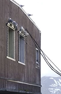 Images Dated 22nd July 2003: Kittiwakes Nesting on window ledges Spitzbergen