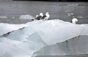 Kittiwakes - Sitting on iceberg