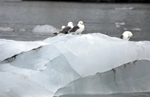 Images Dated 22nd July 2003: Kittiwakes Sitting on iceberg Spitzbergen