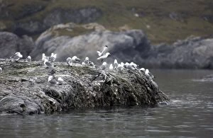 Images Dated 29th July 2003: Kittiwakes Spitzbergen