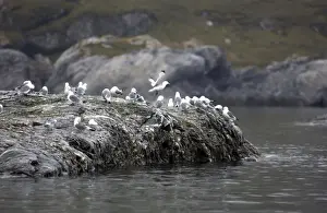 Kittiwakes Spitzbergen