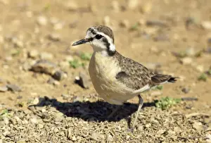 Kittlitz's Plover