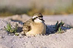 Kittlitz's Sand Plover