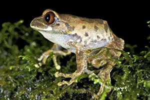 Kivu Tree Frog - adult male on moss - Nyungwe - Rwanda - Africa