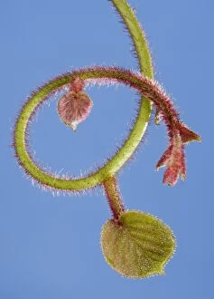 Actinidia Gallery: Kiwi - bud and young leaves