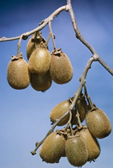Images Dated 1st August 2005: Kiwi Fruit
