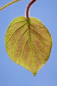 Actinidia Gallery: Kiwi - young leaf