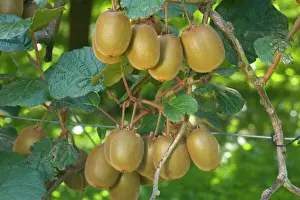 New Zealand Prints: Kiwifruit ripe fruits hanging in bunches from the plants near Katikati
