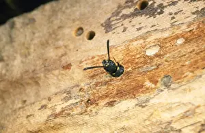 Wasps Prints: Kleptoparasitic Wasp - laying egg in Bee nest UK