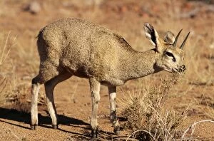 Images Dated 31st January 2005: Klipspringer Augrabies National Park, South Africa