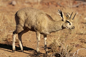 Images Dated 31st January 2005: Klipspringer Augrabies National Park, South Africa