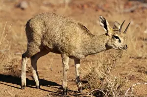 Klipspringers Prints: Klipspringer Augrabies National Park, South Africa