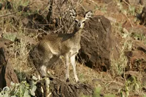 Klipspringers Prints: Klipspringer. Bogoria, Kenya, Africa