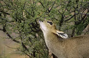 Does Prints: Klipspringer - female browsing Augrabies Falls National Park - South Africa