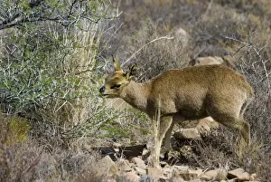 Klipspringers Prints: Klipspringer female browsing on bush