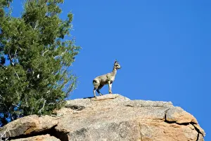 Klipspringers Prints: Klipspringer male standing sentinel and advertising presence