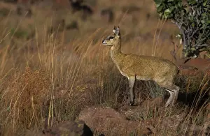 Klipspringer's - female Marakele National Park, South Africa