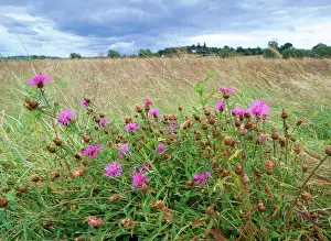 Floods Prints: Knapweed Lugg Meadows, plantlife Reserve, floodplain grassland, Herefordshire, UK