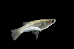 Aquarium Prints: Knife-edged Livebearer BB 586 Side view Alfaro cultratus © Brian Bevan / ardea. com