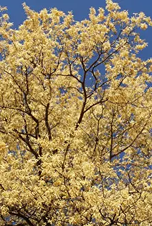 Acacias Prints: Knobthorn Acacia In blossom