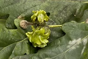 Images Dated 16th August 2006: Knopper gall on acorns of common oak (Quercus robur)