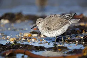 Knot Prints: Knot - on the beach - Cornwall
