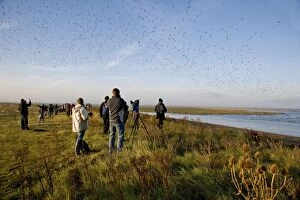 Birdwatchers Gallery: Knot - Birdwatchers watching flock flying over