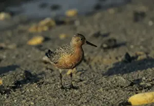 Knot Prints: Knot - Breeding Plumage New Jersey, USA BI006864