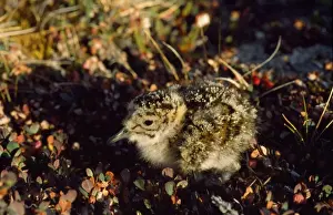 Knot Prints: Knot - chick