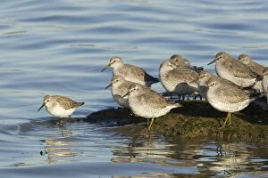 Knot and Dunlin - high tide roost