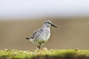 Knot Prints: Knot - feeding on bank - Norfolk UK 8976
