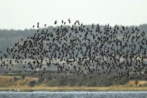 Knot Prints: Knot - flock in flight along coastline - Lindisfarne Natural Nature Reserve - autumn - Northumberland - England