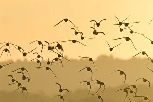 Images Dated 2nd January 2010: Knot - A flock in flight in the early morning. Norfolk, UK