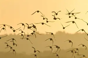 Norfolk Prints: Knot - A flock in flight in the early morning. Norfolk, UK