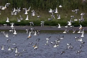 Knot Prints: Knot - Flock flying northwards along coast, in spring Isle of Texel, Holland