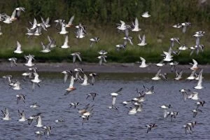 Knot - Flock flying northwards along coast, in spring