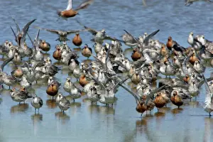 Flocks Prints: Knot - Flock resting and preening, during spring migration Isle of Texel, Holland