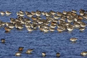 Images Dated 19th June 2005: Knot - Flock resting during spring migration Isle of Texel, Holland