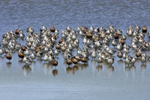 Images Dated 19th June 2005: Knot - Flock resting during spring migration Isle of Texel, Holland